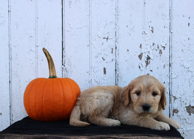 puppy, for, sale, Mini Goldendoodle F2B, Matthew B. Stoltzfus, dog, breeder, Gap, PA, dog-breeder, puppy-for-sale, forsale, nearby, find, puppyfind, locator, puppylocator, aca